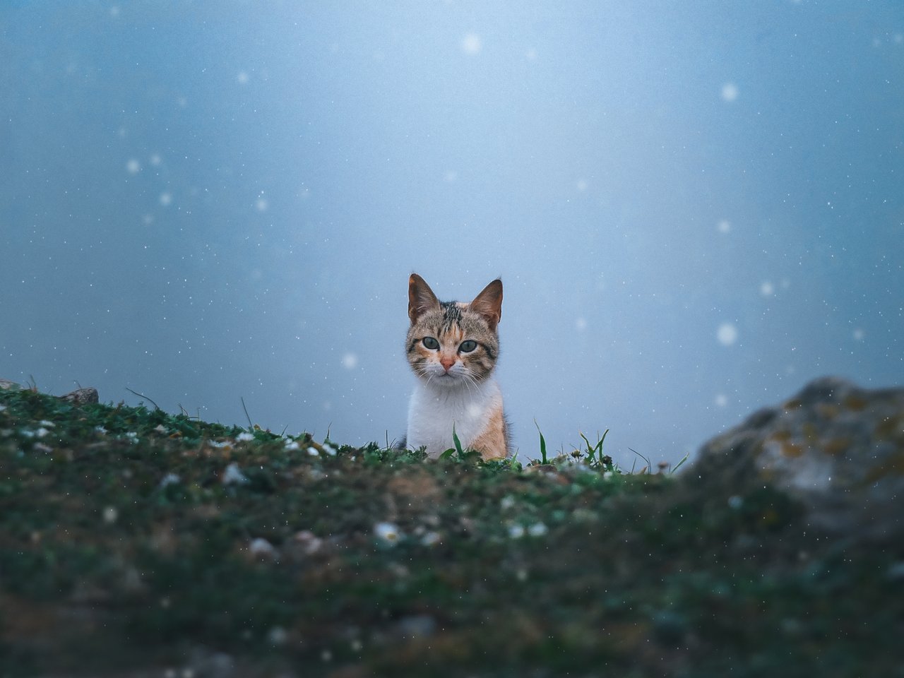 Partir à la montagne avec son chaton ?